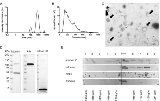 Figure 1. Characterization of stressextracellular vesicles (EVs). HEK293 cells were treated with calcium ionophore for 1 h and stressEVs were isolated