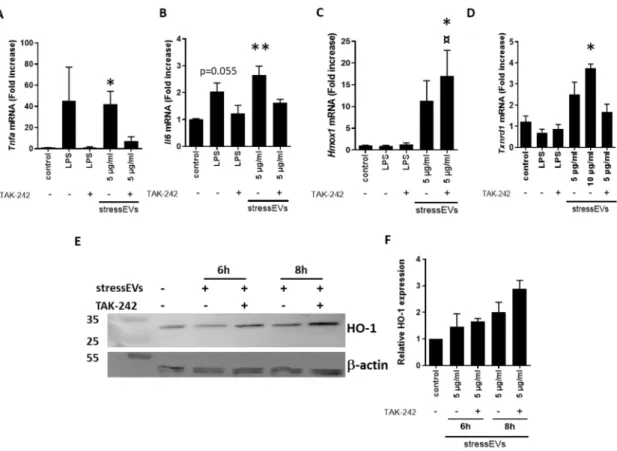 Figure 3. StressEVs activate cardioprotective signaling pathways in H9c2 cells, independently of TLR4 signaling