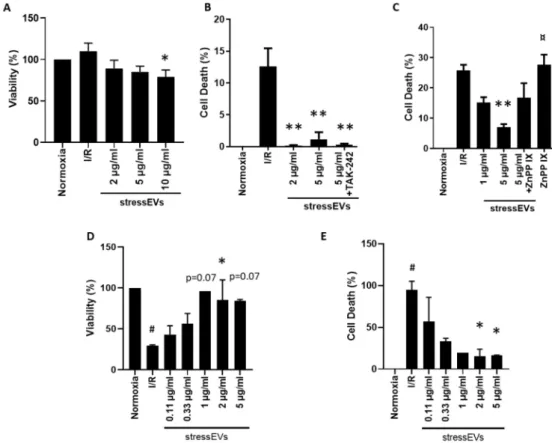 Figure 6. StressEVs protect against simulated I/R-induced cytotoxicity via HO-1 activity