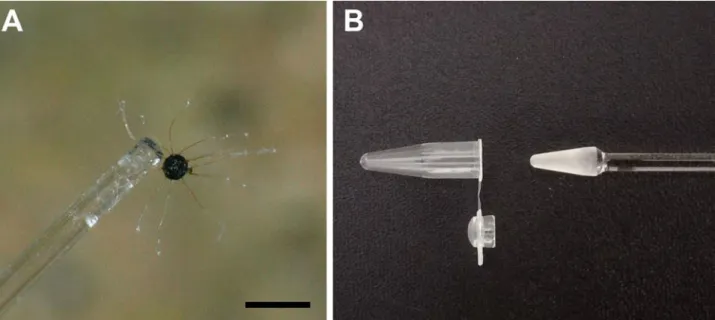 Figure 1. First steps of sample preparation. A: individual  Erysiphe necator chasmothecium attached to the tip of a glass needle
