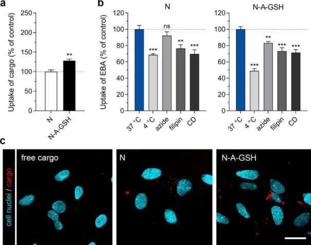 Figure  5.  Cellular  uptake  of  niosome  cargo  in  cultured  primary  rat  astrocytes  (RAC)  after  4  h  of  incubation