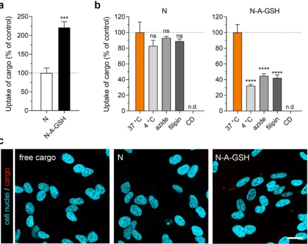 Figure  7.  Cellular  uptake  of  niosome  cargo  in  differentiated  SH-SY5Y  neuronal  cells  after  4  h  of  incubation