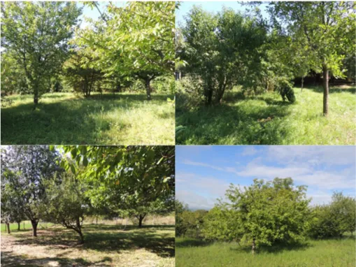 5. ábra Visnyeszéplak gyümölcsösei Figure 5. Orchards of Visnyeszéplak 