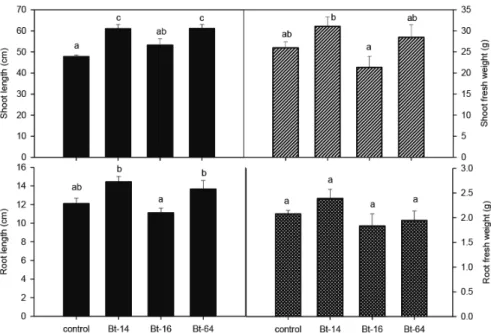 Fig. 5. Effects of Bacillus thuringiensis isolates on growth of okra under field conditions