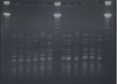 Fig. 1. Molecular typing by PFGE of ApaI-digested DNA from MRSA isolates from goats 