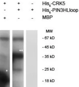 Figure  7. AtCRK5  phosphorylates  PIN3  hydrophilic  loops  in vitro.  In  vitro  phosphorylation  assay  with  His6-AtCRK5  and  two  substrates:  His6-PIN3HLloop  and  myelin  basic  protein  (MBP)  which  was  used  as  positive  control