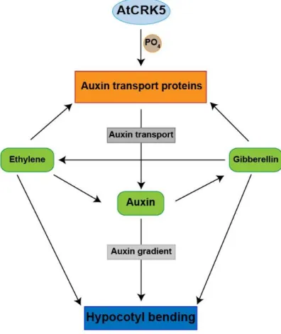 Figure  8.  Hypothetical  role  of  the  AtCRK5  protein  kinase  in  the  regulation  of  hypocotyl  bending  during  skotomorphogenesis  in  Arabidopsis  thaliana