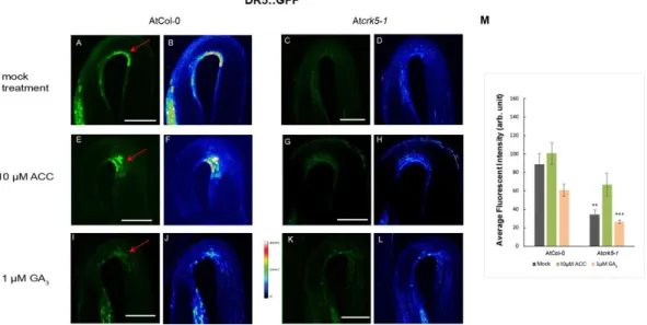 Figure 3. AtCRK5 regulates the hypocotyl hook auxin maximum. Distribution of the DR5::GFP signal  in 3- days-old dark-grown Col-0 wild-type and mutant Atcrk5-1 seedlings treated with 10 μM ACC  or 1 μM GA 3 