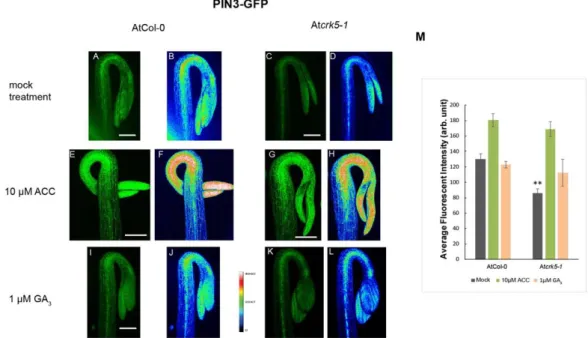 Figure 4. Distribution of the PIN3-GFP signals in hypocotyl hooks. 3- days-old dark-grown wild type  and mutant seedlings were treated with 10 μM ACC and 1 μM GA 3 , respectively