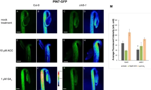Figure 5. Abundance of the PIN7-GFP signal in hypocotyl hooks. PIN7-GFP signal is much stronger  in the wild type (A,B) than in 3 days old dark grown Atcrk5-1 mutant background (C,D)