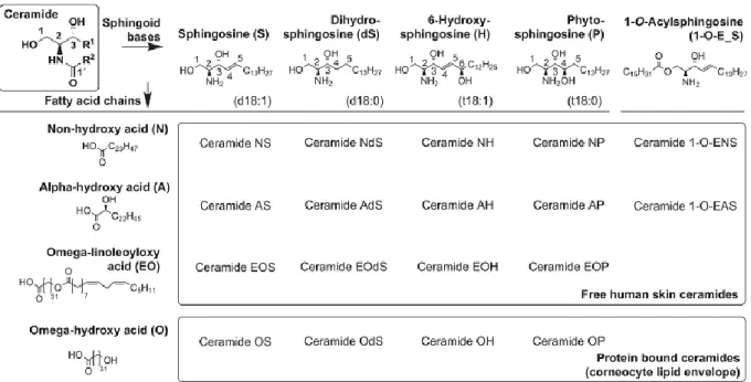 Figure 1. Chemical structures of the main components of the stratum corneum (SC) ceramides and their shorthand no- no-menclature