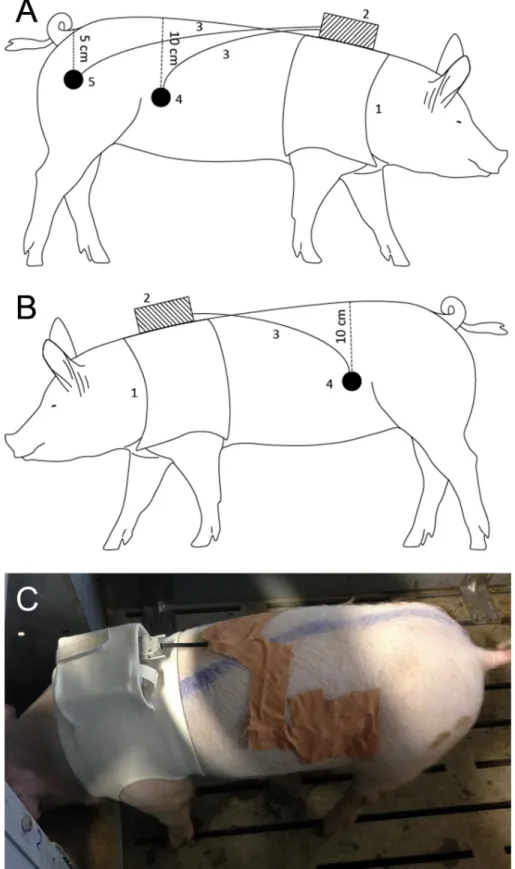Fig 2. The positioning of the smooth muscle electromyography equipment on the right (A) and left (B) side of a standing animal, and a photo of the left side (C)