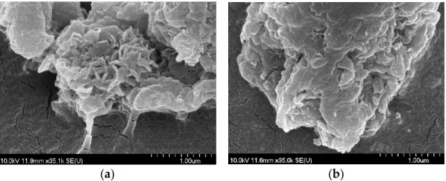 Figure 2. SEM photos of CuAl 4 –LDHs with nitrate (a) and perchlorate (b) interlayer anions