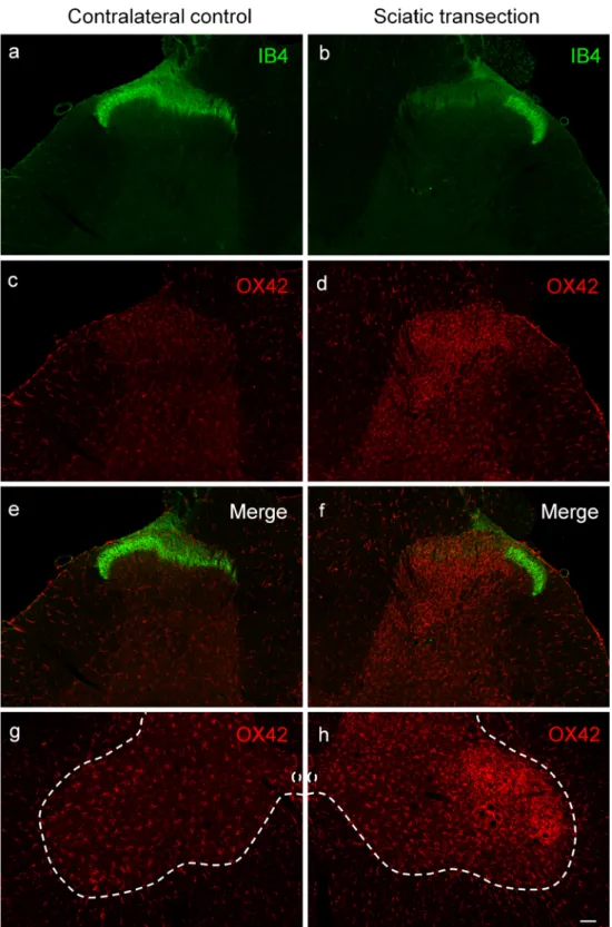 Fig. 1 Fluorescent