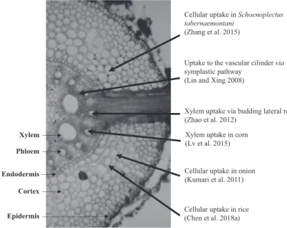 Fig. 1  Comparison of ZnO NP uptake by different plant species at the tissue levelPhysiology of Zinc Oxide Nanoparticles in Plants