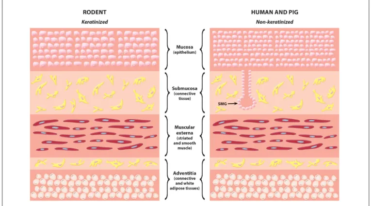 FIGURE 1 | Histological comparison of rodent and human/pig oesophagus. The most common difference between rodent and human/pig oesophagus is that in rodents the mucosa layer is thinner and the lack of submucosal glands
