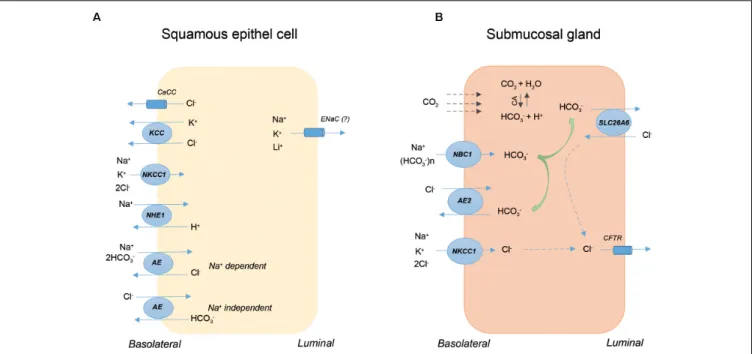 FIGURE 2 | The presence and localization of ion transporters on squamous epithelial cells (SECs) and submucosal glands (SMGs)
