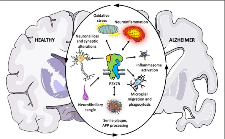 FIGURE 1 | Schematic illustration summarizing the pieces of evidence accumulated over the past years indicating that P2X7R plays a central role in the different physiopathological processes associated with Alzheimer’s disease