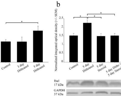 Fig. 4 Orofacial tissue inflammation and subsequent corticosteroid treatment antagonistically regulate Iba1 protein levels in the trigeminal ganglia