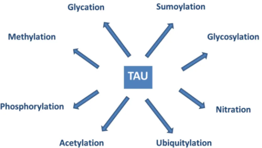 Figure 5. Post-translational modifications of tau proteins.