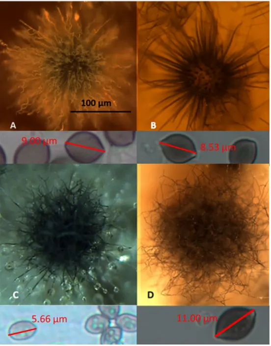 Figure 2. Stereomicrographs of the four morphotypes (A–D) exhibited by the 42 toxigenic  Chaetomium-like isolates