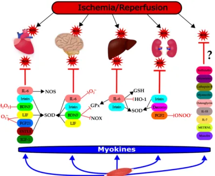 Figure 1. Modulation of ischemia/reperfusion-induced reactive oxygen species (ROS) formation  and/or elimination by myokines in different organs
