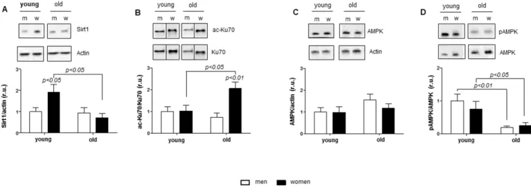 Figure 1. Age‐related alterations in Sirt1 and AMPK expression.  Western blot expression analysis of (A) Sirt1, (B) acetylated Ku70, (C)  total AMPK and  (D)  phosphorylated  AMPK  (Thr172)  performed  with  human  cardiac  tissue lysates from  young and o