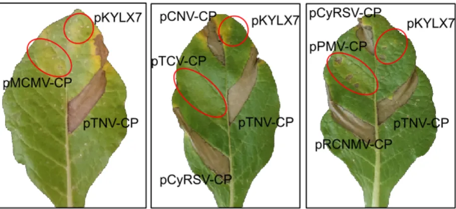 Figure 5. Evaluation of selected CPs of the Tombusviridae for elicitation of necrosis in N