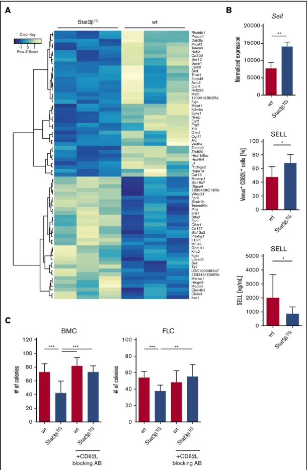 Figure 6. Gene expression patterns upon increased STAT3 b expression reveal SELL to be a potential STAT3 b target