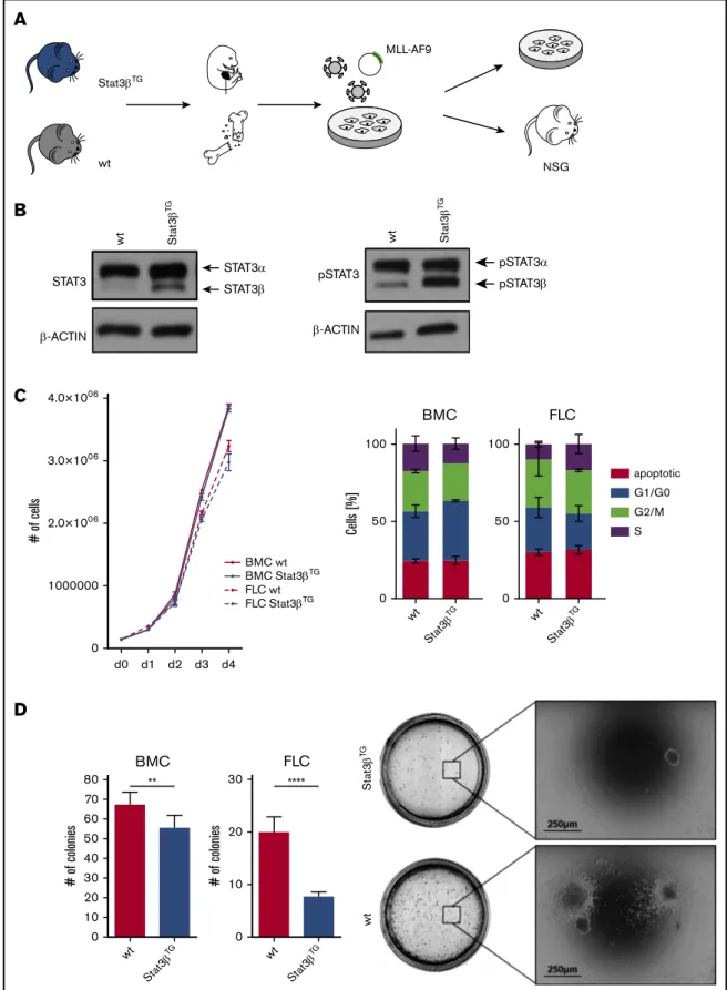 Figure 4. STAT3 b impairs colony formation capacity of MLL-AF9 – transformed cells. (A) Workflow of FLCs and BMCs harvested from Stat3 b TG mice and wt littermates