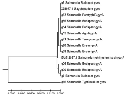 Figure 4. gyrA phylogenetic tree constructed based on an alignment of gyrA sequences of 12 isolates from human, chicken, cattle, and sheep with gyrA gene of Salmonella Typhimurium (EU512997 and