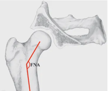 Fig. 1. An illustration of the normal position of the femoral head within the acetabulum in a dog  with a normal femoral neck angle (FNA) 