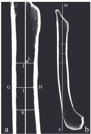Fig. 2. Sagittal plane view of the femur where (a) is a high resolution of the proximal region and  (b) is an image of the complete femur