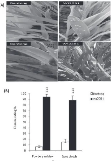 Figure 1. A: Disease symptoms on the barley resistant cv. Banteng and susceptible cv. WI2291 by (A1) pow- pow-dery mildew according to the scale of Moseman and Baenziger (1981), and by (A2) spot blotch according to  the scale of Fetch and Steffenson (1999)