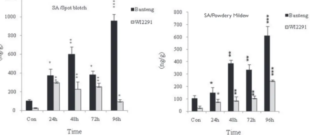 Figure 2.  Quantification  of  total  salicylic  acid  in  barley  leaves  (cv.  Banteng  and  cv