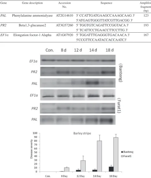 Fig. 1. Disease severity and gene expression by RT-PCR in barley  resistant (cv. Banteng) and  susceptible (cv