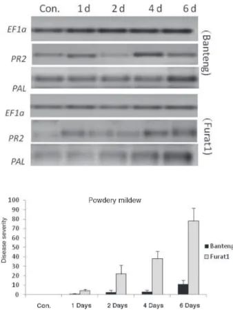 Fig. 2. Disease severity and gene expression by RT-PCR in barley resistant (cv. Banteng) and susceptible  (cv