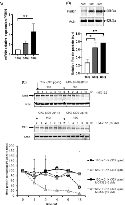 Figure  7.  Upregulation  of  both  mRNA  and  protein  levels  for  parkin  in  juvenile  HD  fibroblasts  accelerate Mfn1 degradation