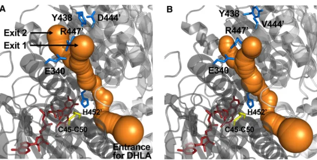 Fig. 1    The LA(/DHLA)-binding and  H + /H 2 O channels in the A-B  dimers of hE3 (A, PDB ID: 5NHG) and D444V-hE3 (B, PDB ID: 