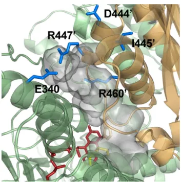 Fig. 2    Pathogenic amino acid substitution sites near the  H + /H 2 O  channel in the hE3 crystal structure (PDB ID: 5NHG)