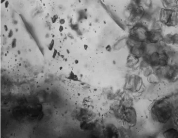 Fig. 1. Type 1 fluid inclusions containing a single fluid phase  in a quartz crystal. The crystal also shows abundant inclusions  of vermicular chlorite (on the right)