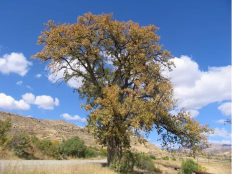 Figure 1. Pyrus gergerana Gladkova. The tree is found by the road to Herher  village and the locals consider  it a symbol of the village