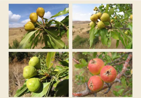 Figure  4.  Fruit  diversity  within  Pyrus  pseudosyriaca  Gladkova  (photo  by  A. 