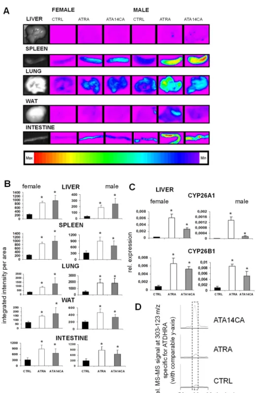 Figure  2.  All-trans-apo-14´-carotenoic  acid  (ATA14CA)  induces  retinoic  acid  response  element  (RARE)-mediated  signalling  and  RAR-target  gene  expression  in  RARE/DR5-luciferase  reporter  animals
