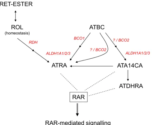 Figure  4.  Mechanisms  of  all-trans-apo-14´-carotenoic  acid  (ATA14CA)  mediated  RAR-signalling