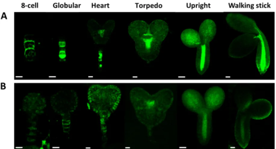 Figure 10. Level and distribution of PIN1-GFP in wild type (A) and in Atcrk5-1 mutant (B) embryos  during embryogenesis