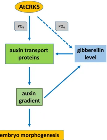 Figure  14.  Hypothetical  model  about  the  involvement  of  the  AtCRK5  protein  kinase  in  the  coordination of embryo morphogenesis in  Arabidopsis thaliana