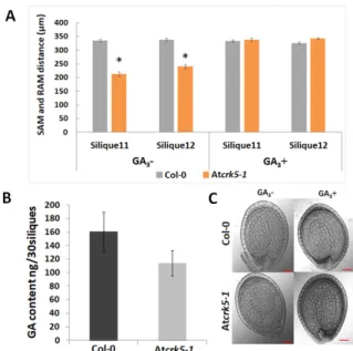 Figure 6. Role of gibberellic acid in the delayed embryo development of Atcrk5-1. (A) Quantification  of embryo axis length differences in siliques S11–S12