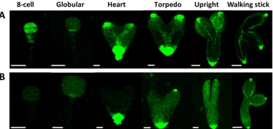 heart/torpedo embryo stages (in medium siliques S5–S7, Figure 6B). Among others, GA is required for proper auxin transport in Arabidopsis [33]