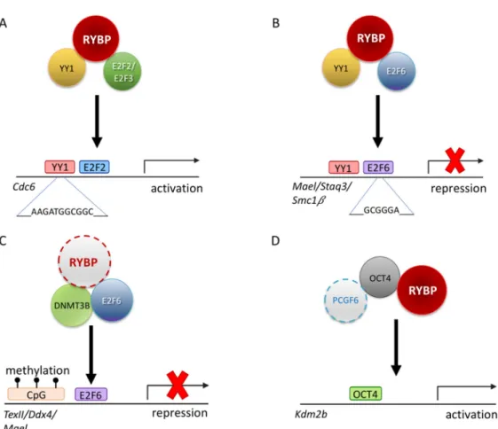 Figure 4. Possible regulatory mechanisms of RYBP driving germ cell development. (A) Schematic  representation illustrating that RYBP can interact with E2F transcription factor 2 and 3 (E2F2/E2F3)  and YY1 transcription factor (YY1) to transcriptionally reg
